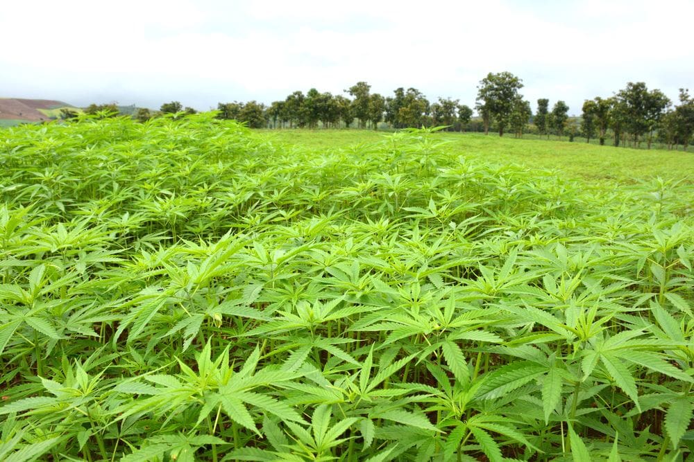 Thailand’s Medical Cannabis Industry is Potentially Worth $1 billion!