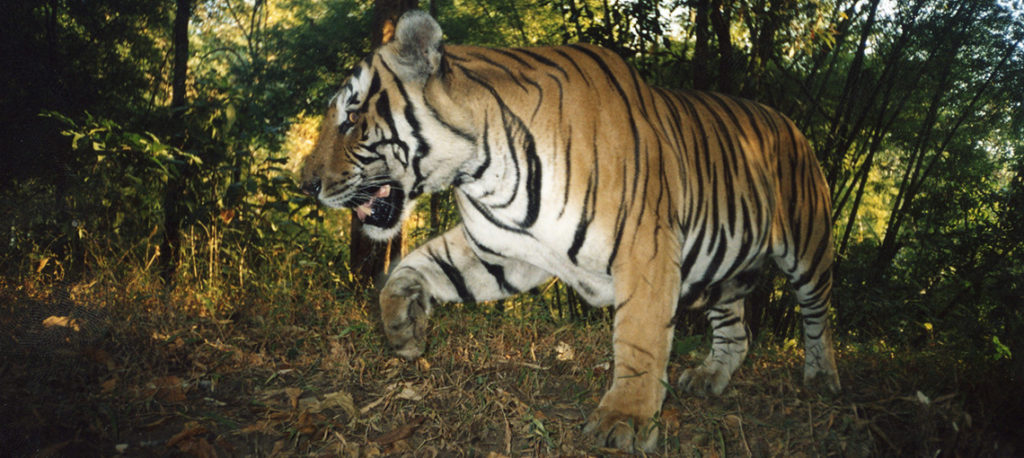 DiCaprio praises Thai efforts to protect wild tigers