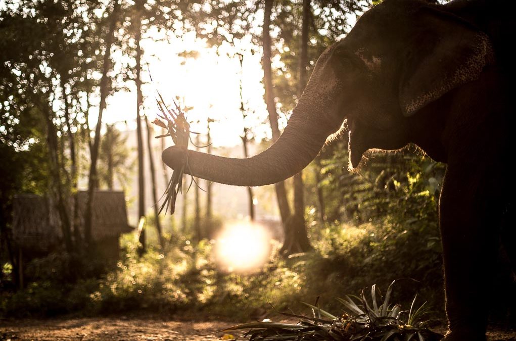 6 Completely Ethical Elephant Sanctuaries in Thailand