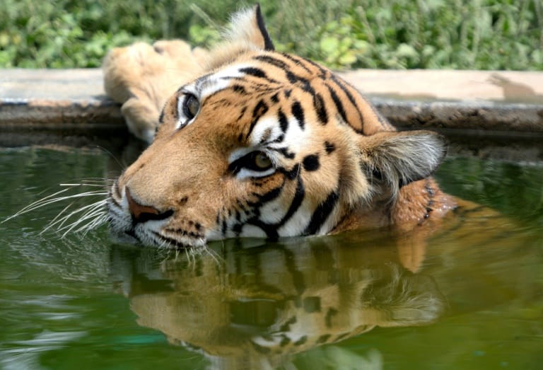 DiCaprio praises Thai efforts to protect wild tigers